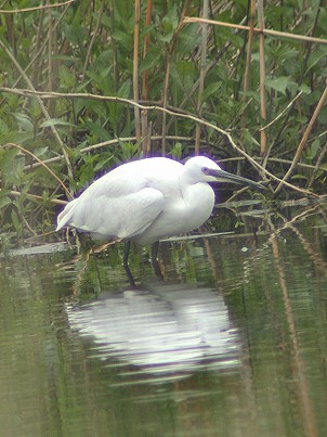 Kleinezilverreiger050503